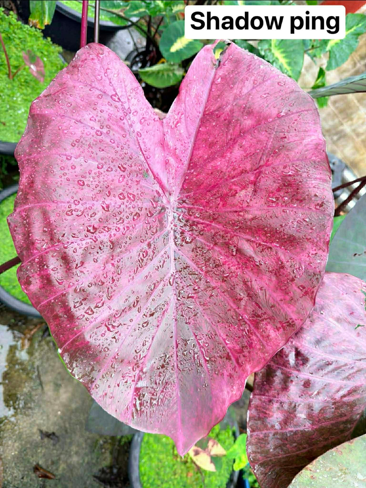Colocasia Shadow Ping