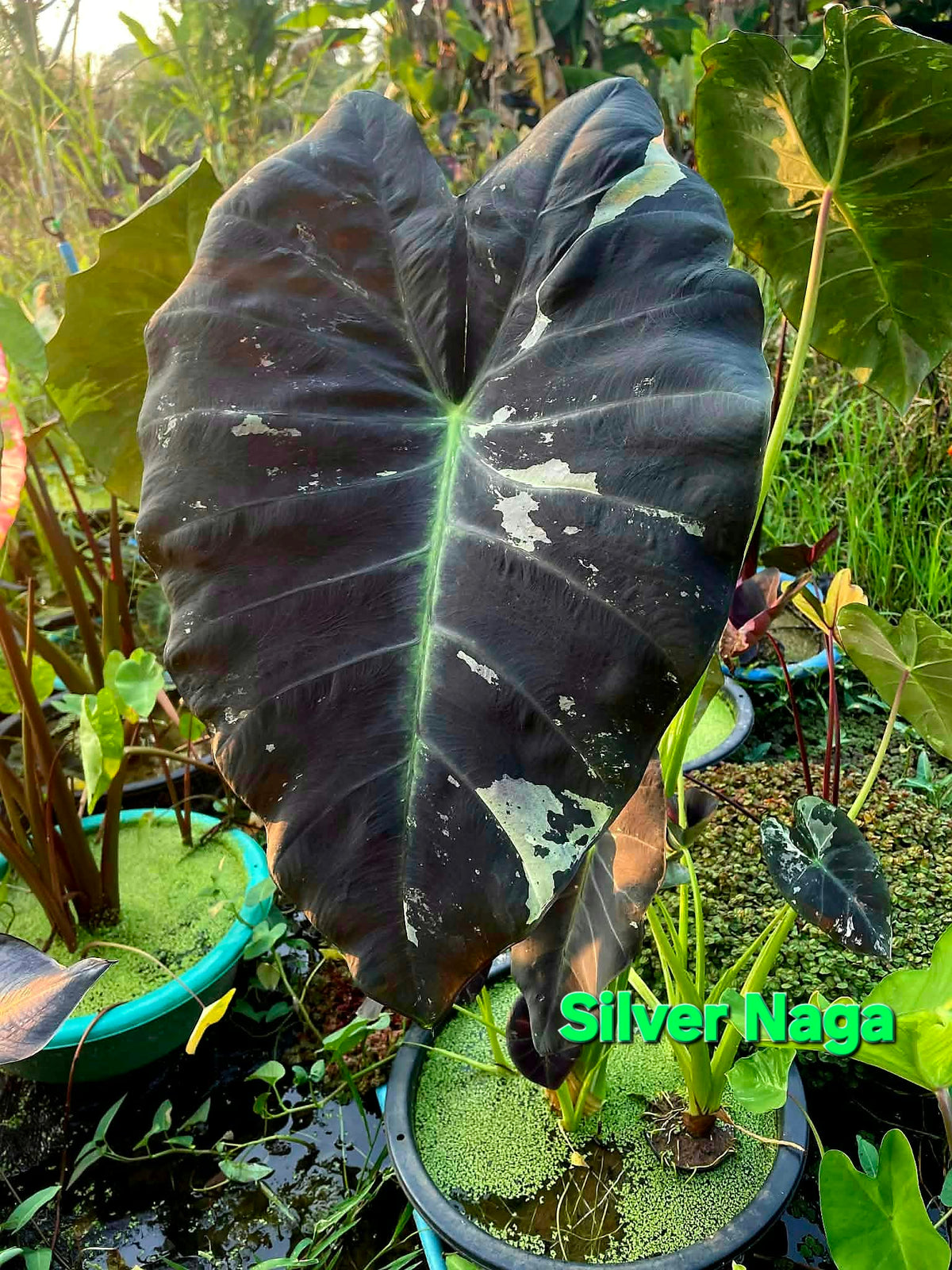Colocasia Silver Naga