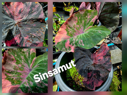Colocasia Sinsamut