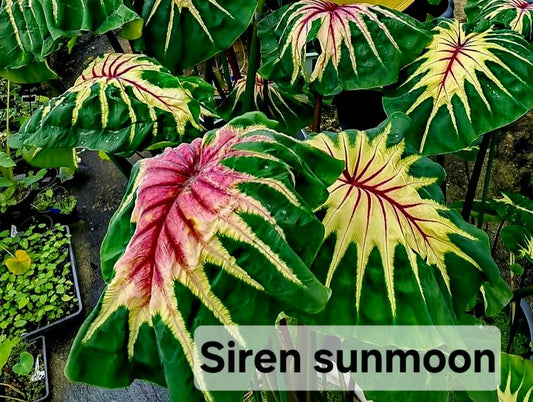 Colocasia Siren Sunmoon