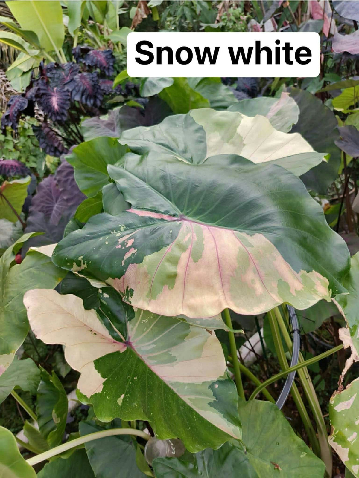 Colocasia Snow White
