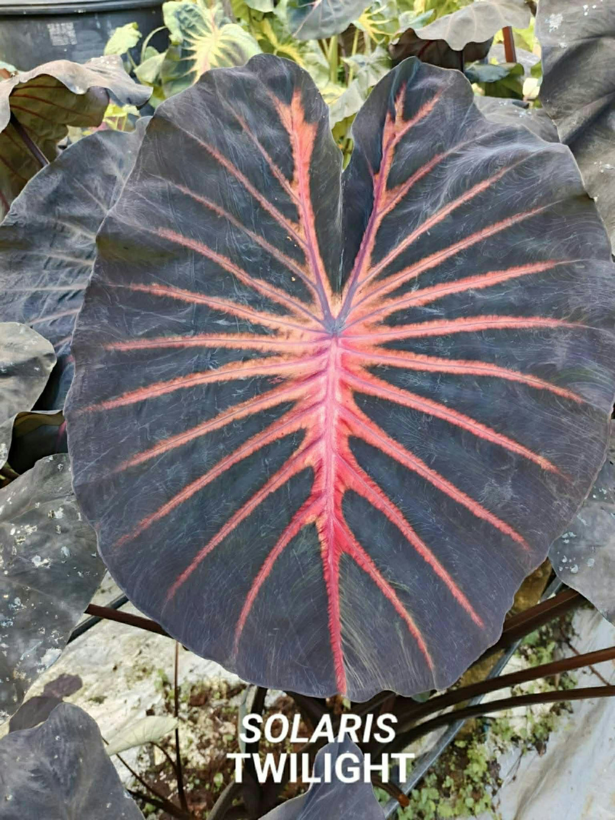 Colocasia Solaris Twilight
