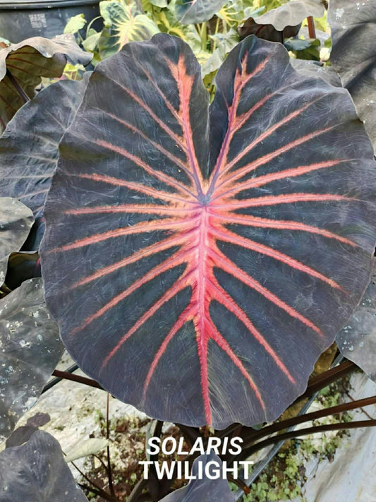 Colocasia Solaris Twilight