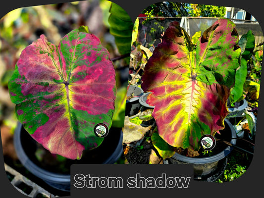 Colocasia Storm Shadow