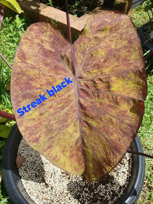 Colocasia Streak Black