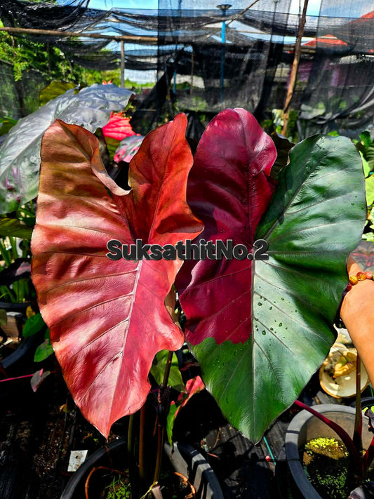 Colocasia Suksathit Pink No.2