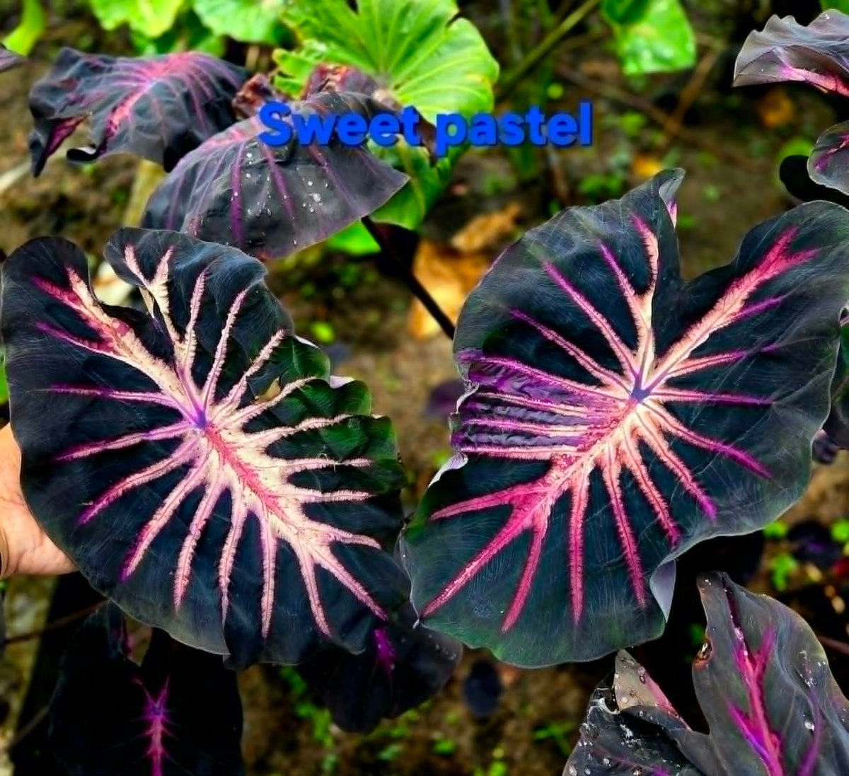 Colocasia Sweet Pastel