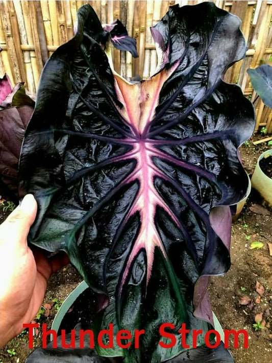 Colocasia Thunder Storm