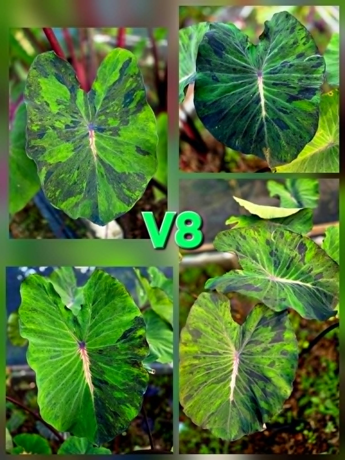 Colocasia V8