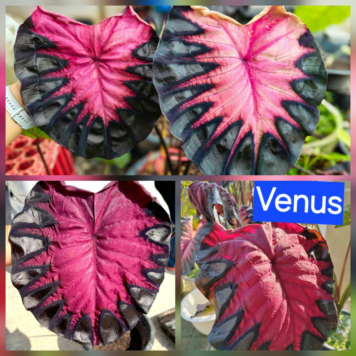 Colocasia Venus