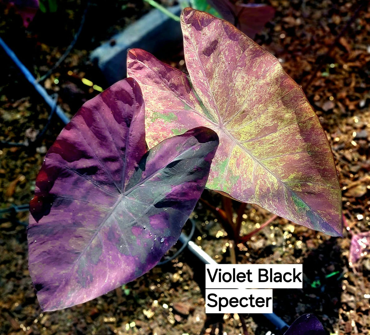 Colocasia Violet Black Specter