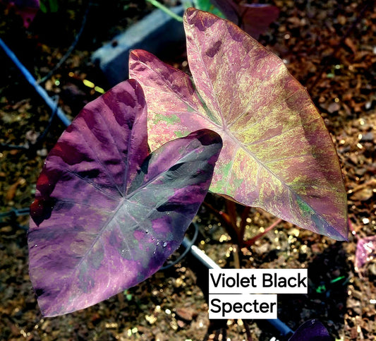 Colocasia Violet Black Specter