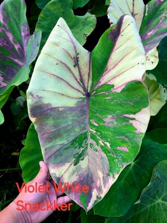 Colocasia Violet White Snackker