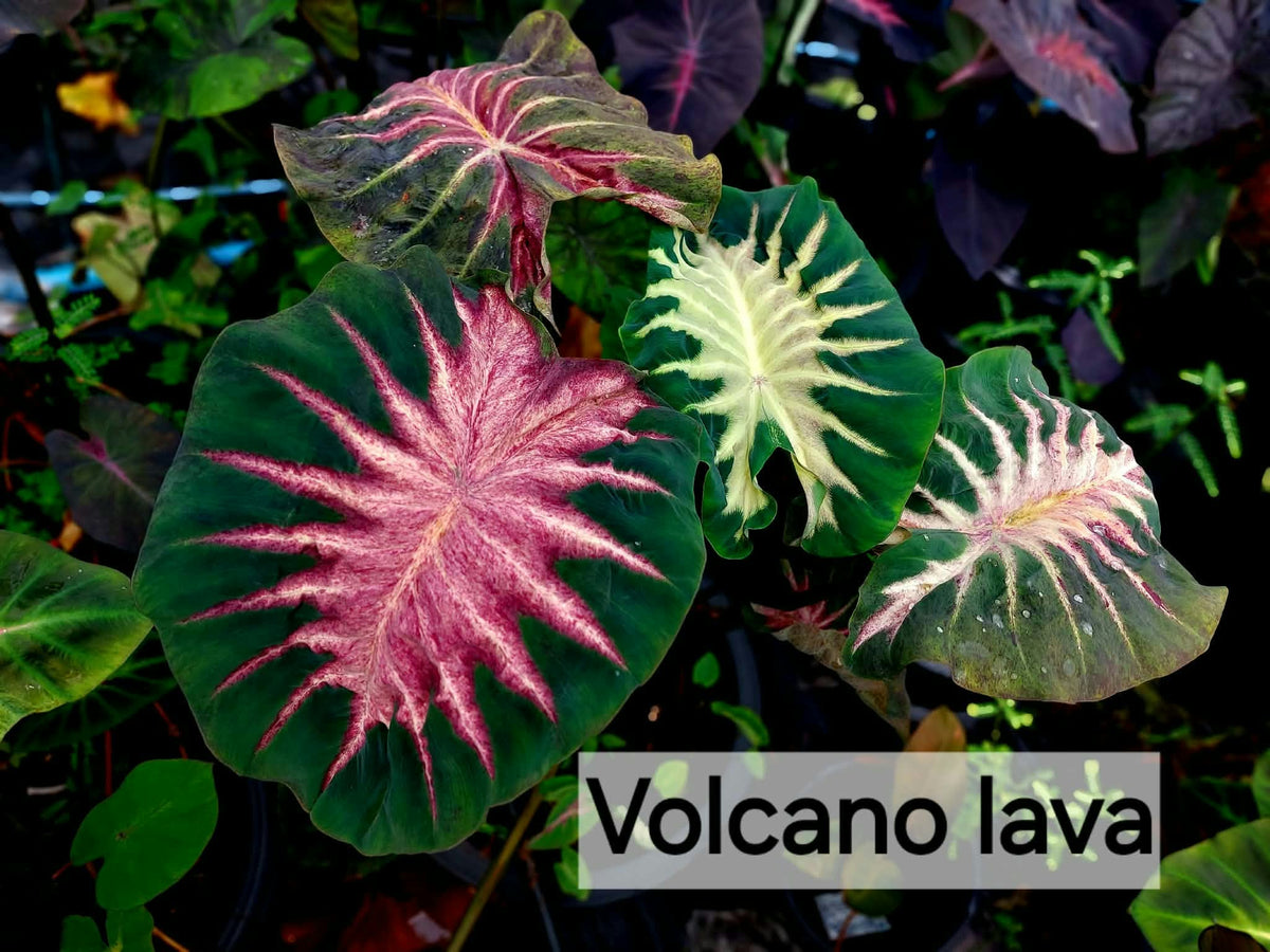 Colocasia Volcano Lava