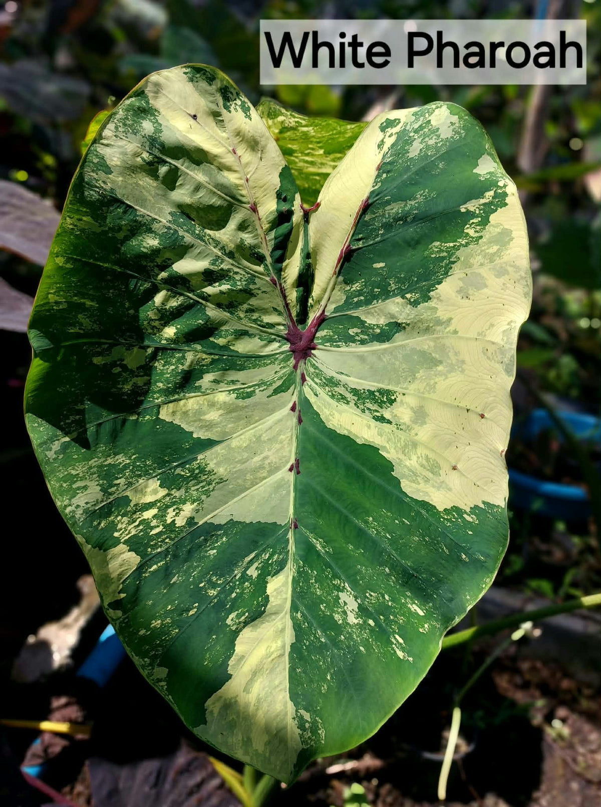 Colocasia White Pharoah