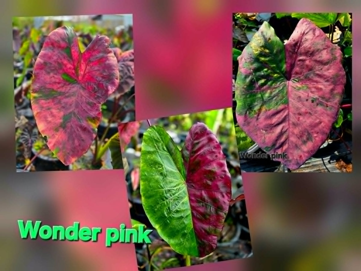 Colocasia Wonder Pink