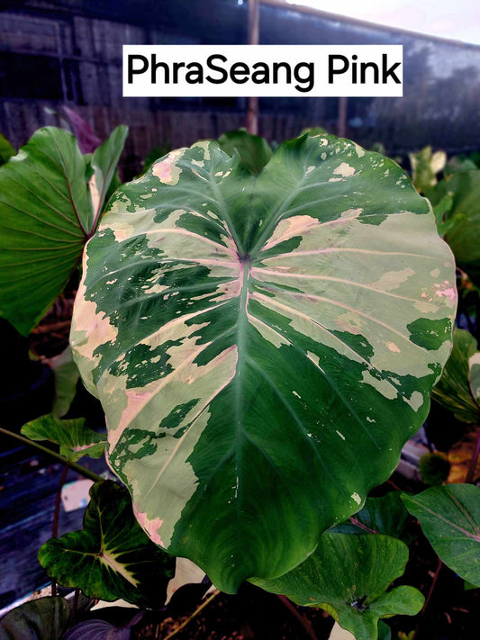 Colocasia Phraseang pink (PRE-ORDER)