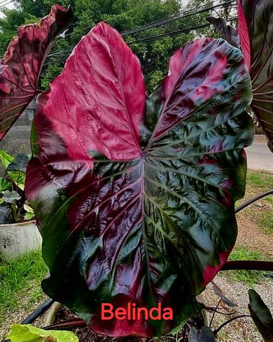 Colocasia Belinda - (PRE-ORDER)