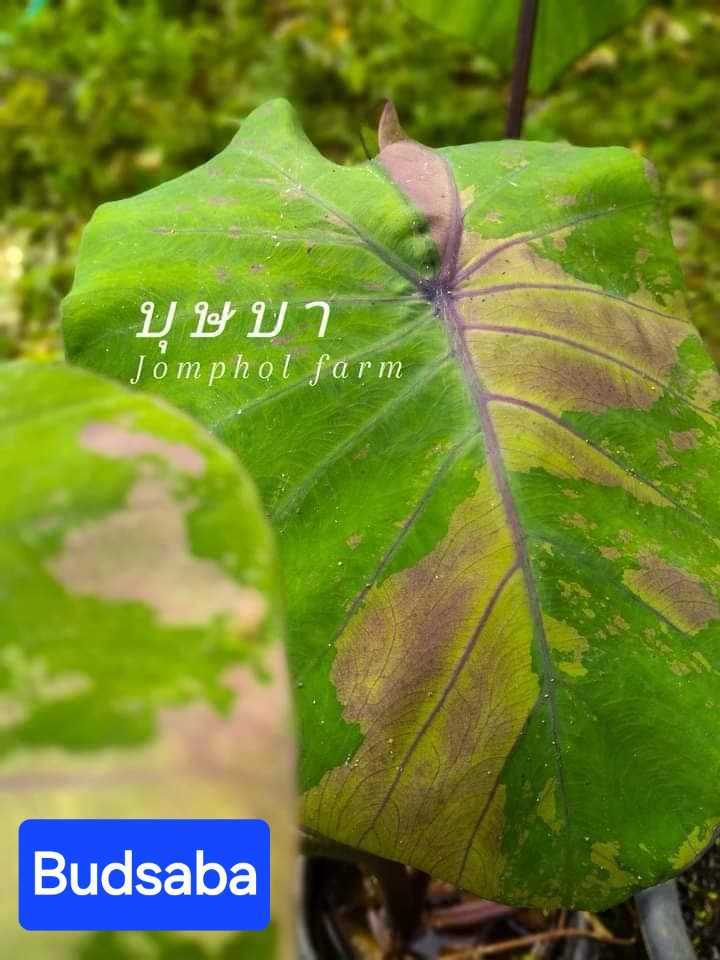 Colocasia Budsaba (PRE-ORDER)