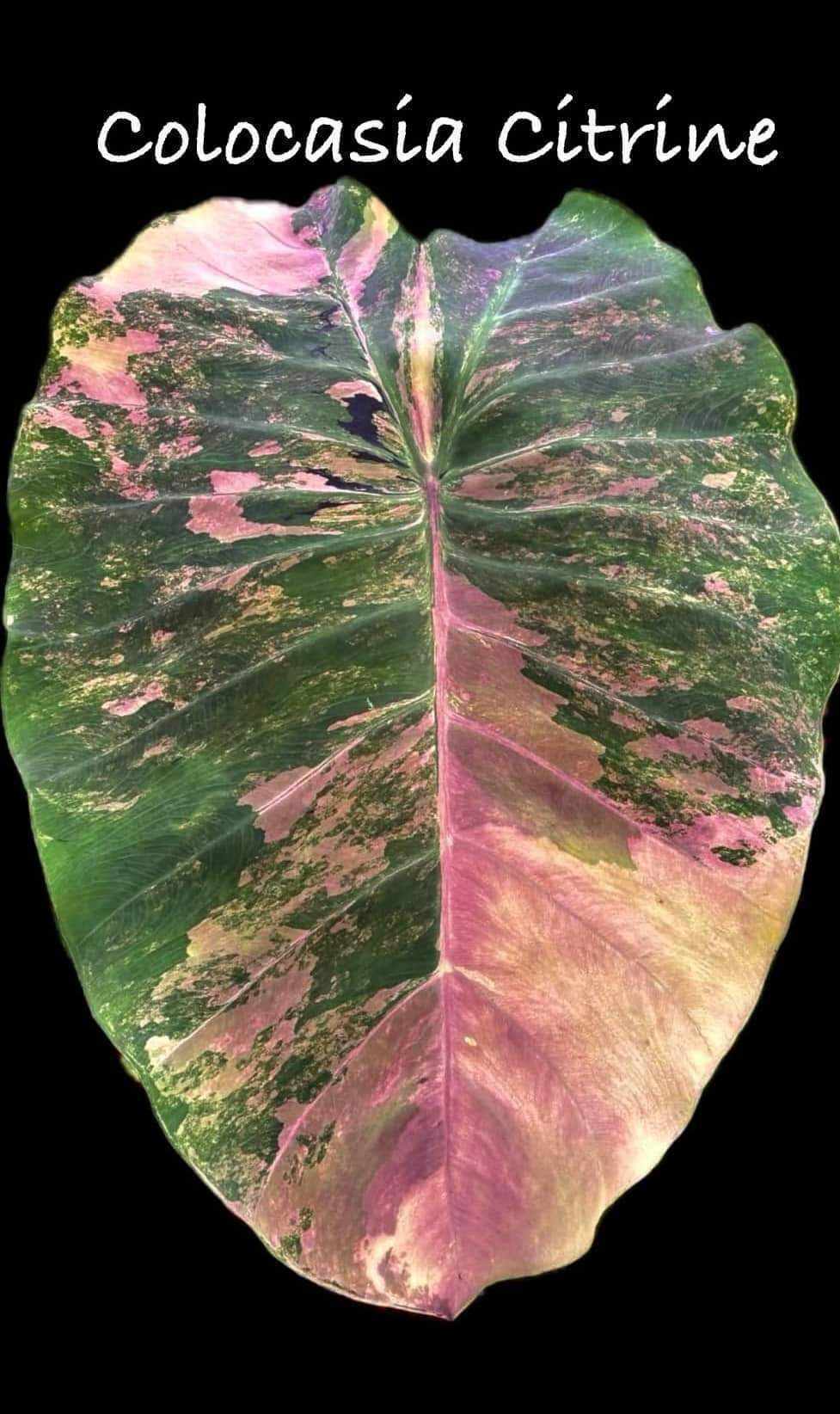 Colocasia Citrine (PRE-ORDER)