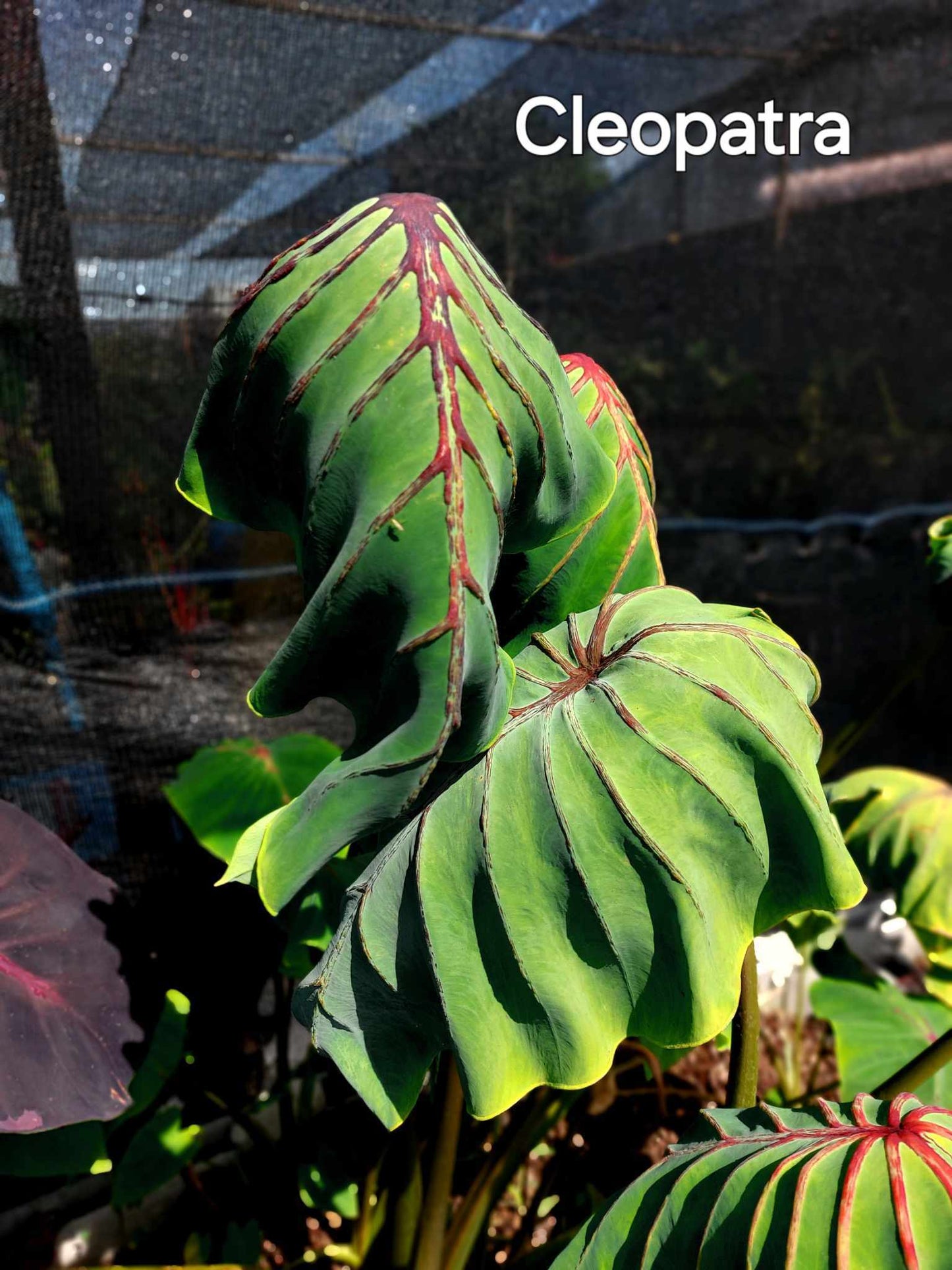 Colocasia Cleopatra (PRE-ORDER)