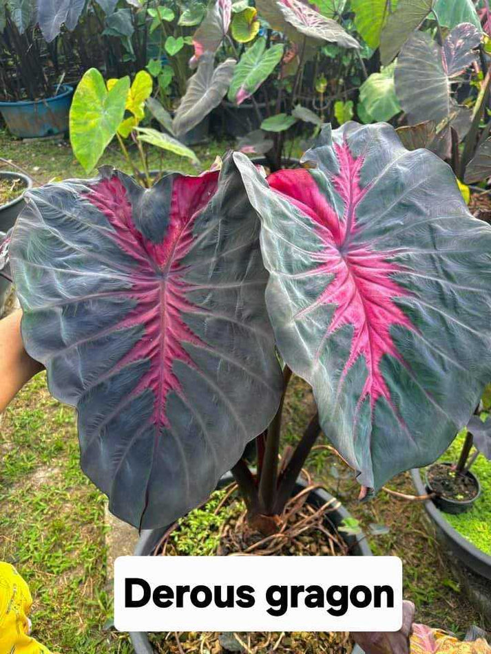 Colocasia Derous Dragon (PRE-ORDER) – Fuzzy Roots