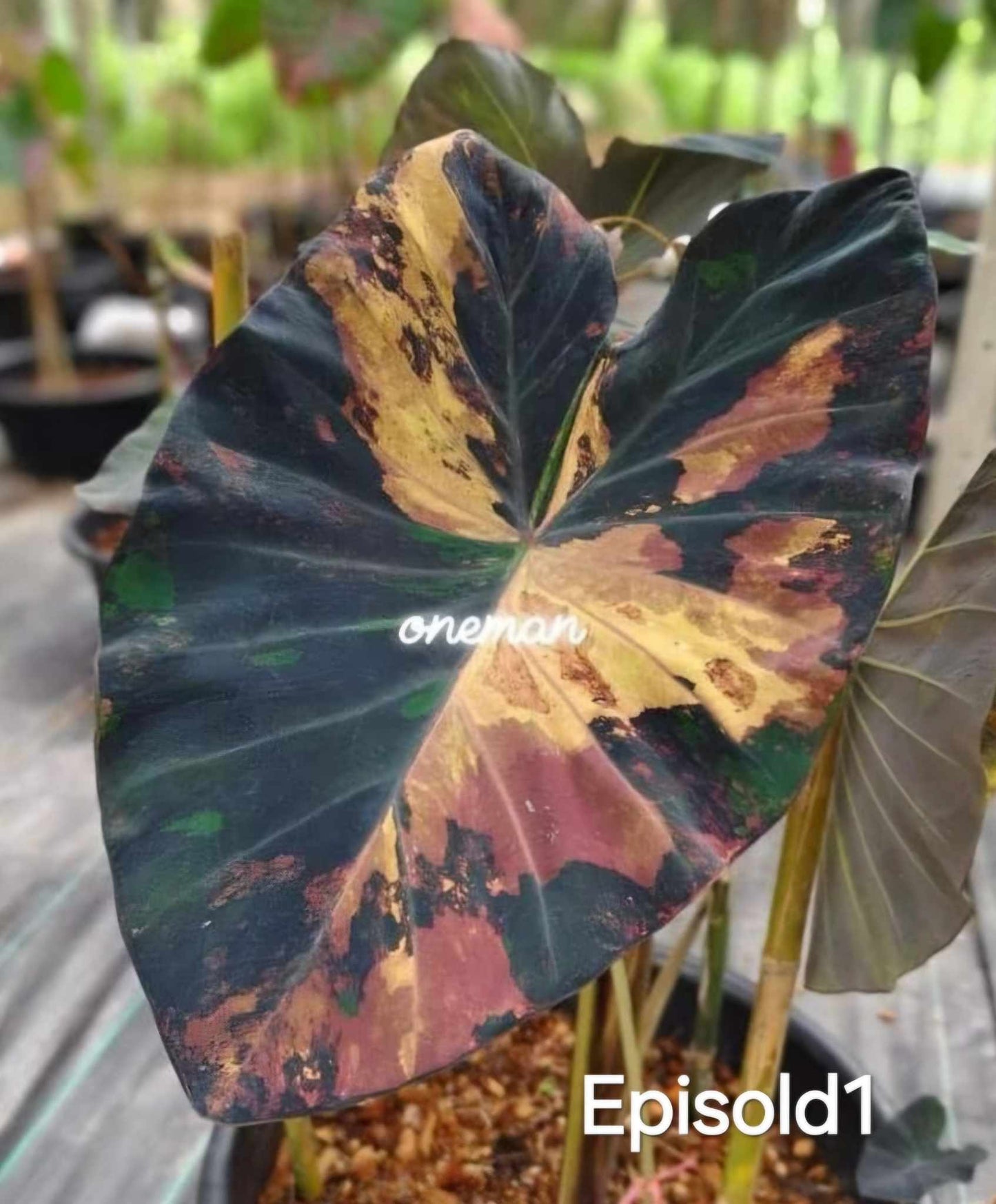 Colocasia Episode 1 (PRE-ORDER)