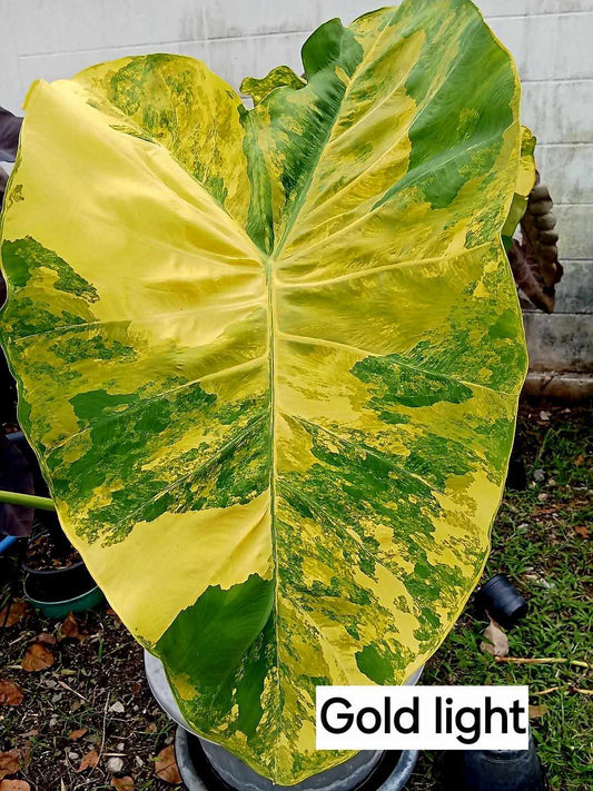 Colocasia Gold Light (PRE-ORDER)