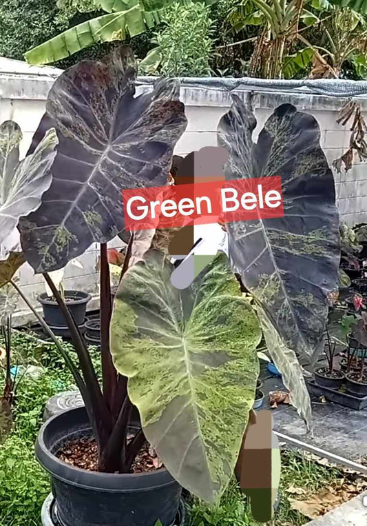 Colocasia Green Bele (PRE-ORDER)