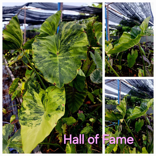Colocasia Hall Of Fame (PRE-ORDER)