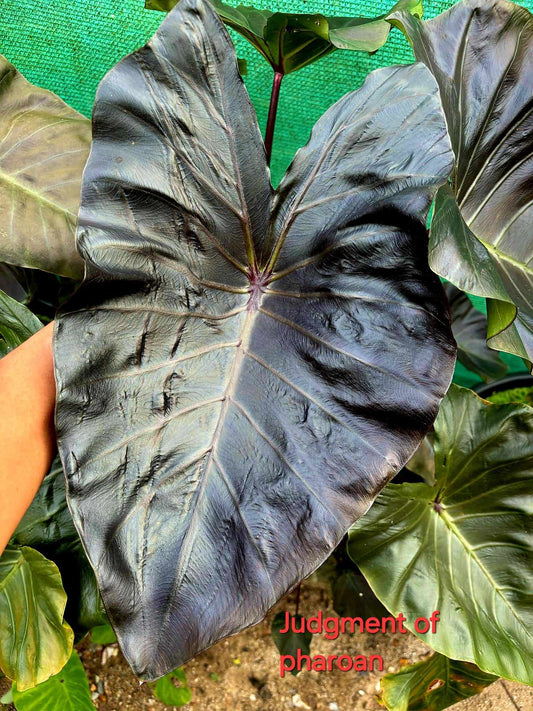 Colocasia Judgement Of Pharoah (PRE-ORDER)