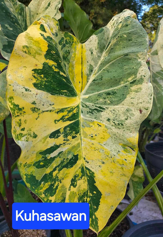 Colocasia Kuhasawan (PRE-ORDER)