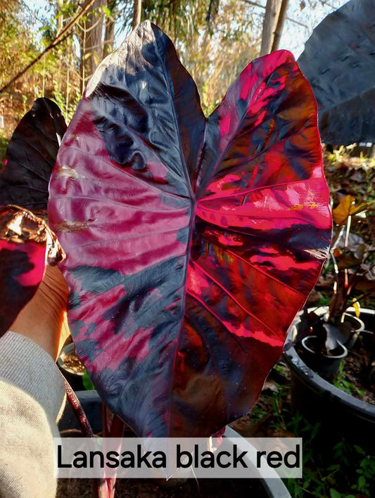 Colocasia Lansaka Black Red (PRE-ORDER)
