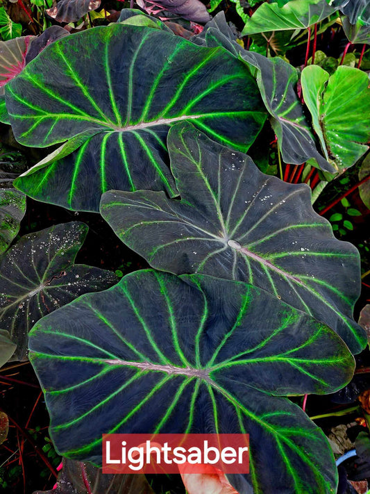 Colocasia Lightsaber (PRE-ORDER)