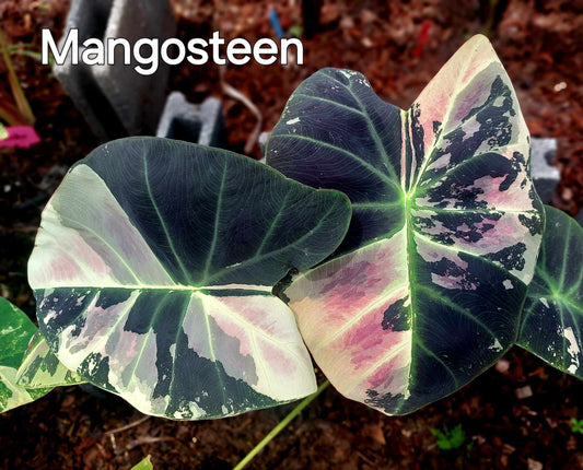 Colocasia Mangosteen (PRE-ORDER)