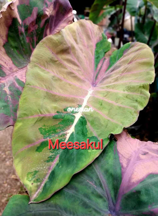Colocasia Meesakul (PRE-ORDER)