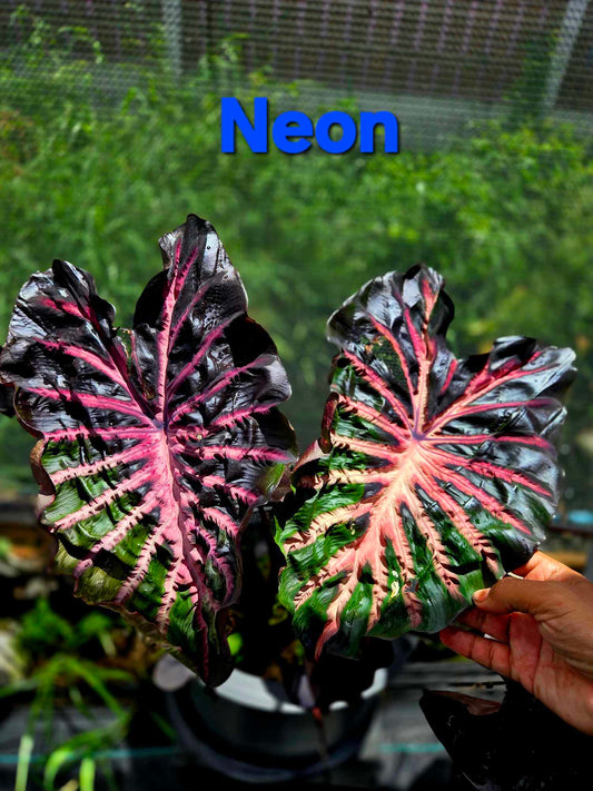 Colocasia Neon (PRE-ORDER)