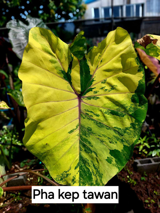 Colocasia Pha Kep Tawan (PRE-ORDER)