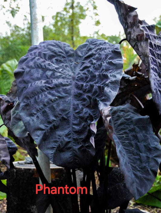 Colocasia Phantom (PRE-ORDER)