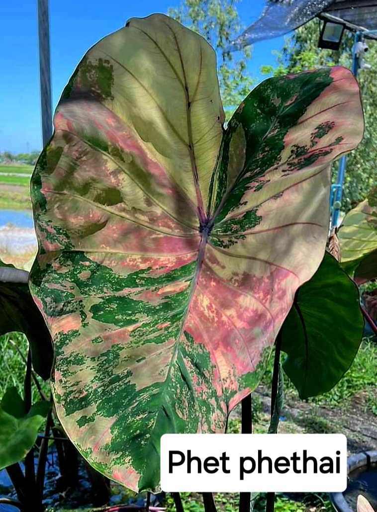 Colocasia Phet Phethai (PRE-ORDER)