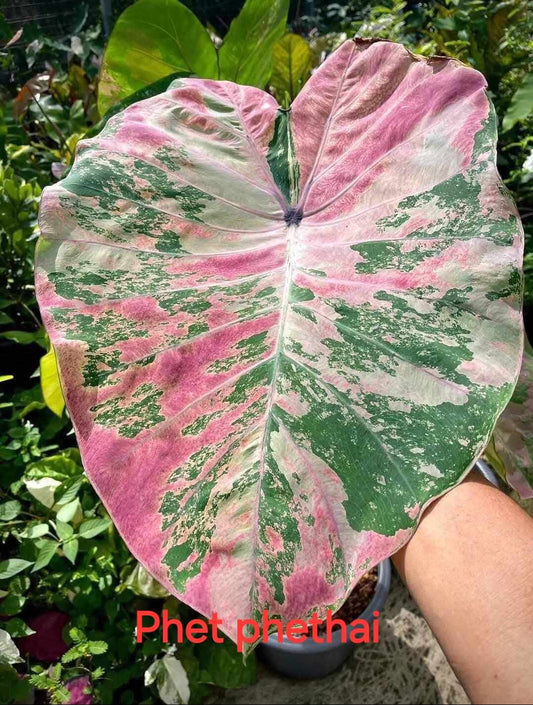 Colocasia Phet Phethai (PRE-ORDER)