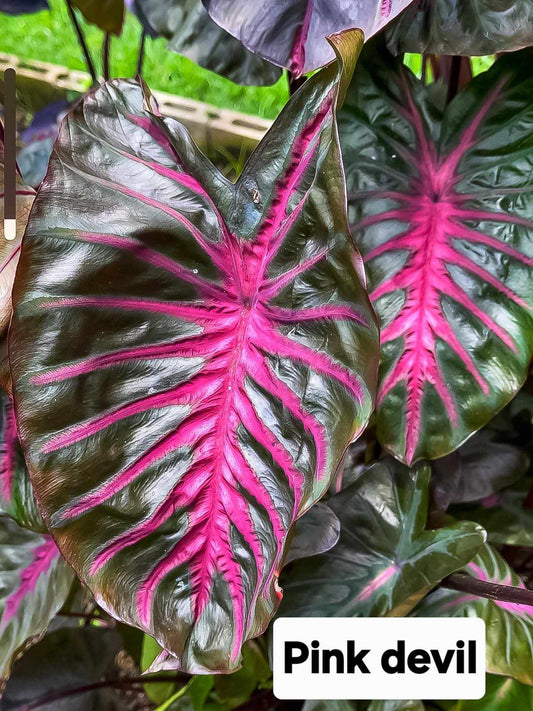 Colocasia Pink Devil (PRE-ORDER)