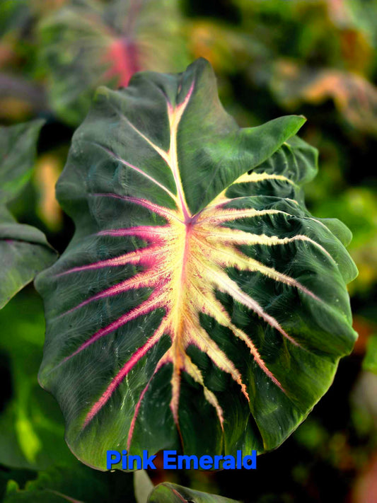 Colocasia Pink Emerald (PRE-ORDER)