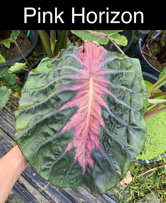 Colocasia Pink Horizon (PRE-ORDER)