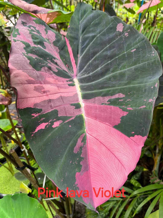 Colocasia Pink Lava Violet (PRE-ORDER)