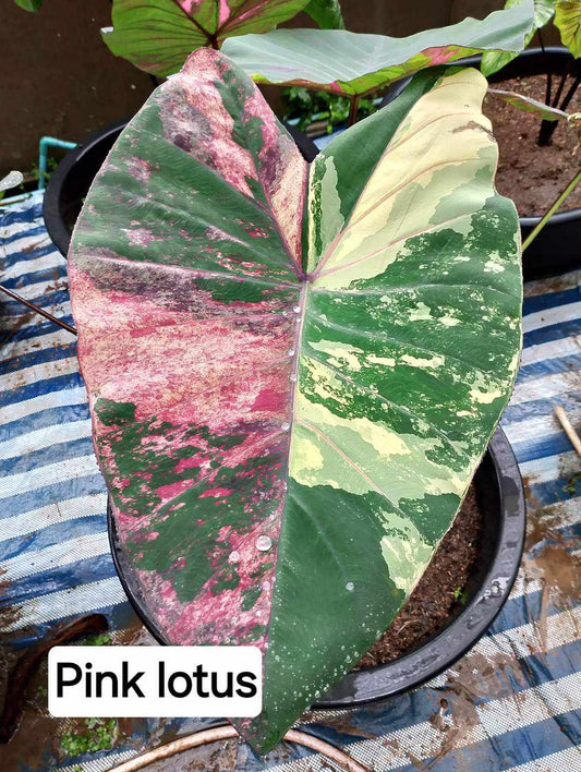 Colocasia Pink Lotus (PRE-ORDER)