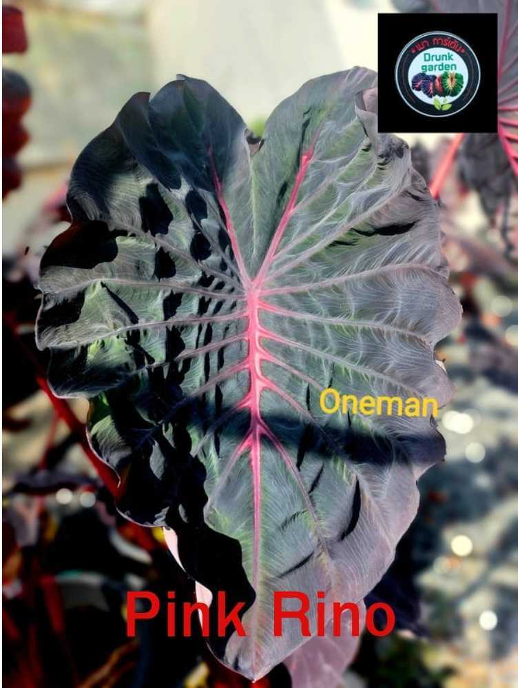 Colocasia Pink Rino (PRE-ORDER)