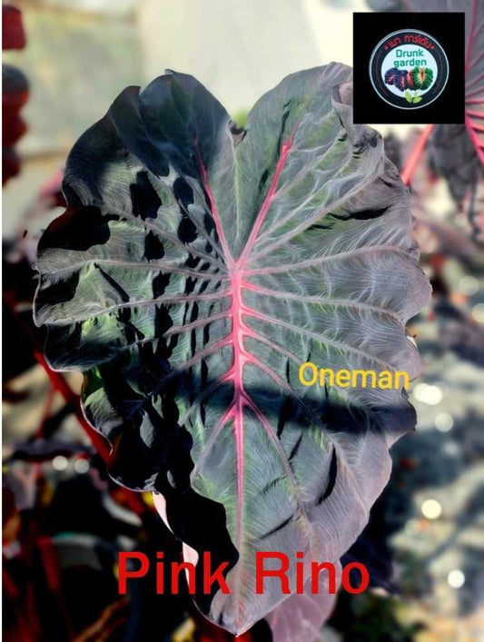 Colocasia Pink Rino (PRE-ORDER)