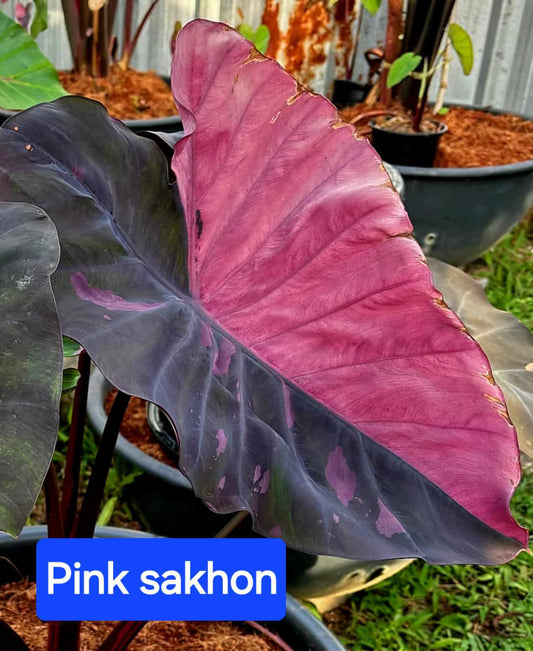 Colocasia Sakhon (PRE-ORDER)