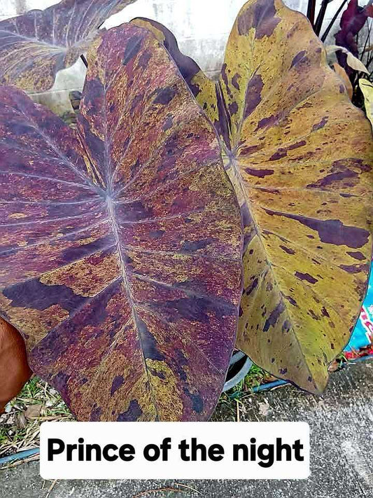Colocasia Prince Of The Night (PRE-ORDER)